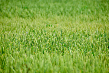 Fototapeta na wymiar Green wheat growing