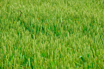 Green wheat growing