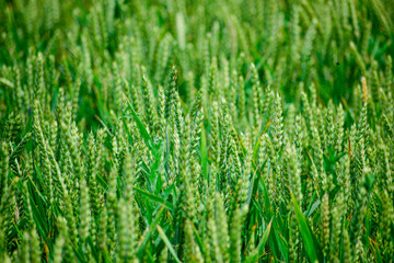 Green wheat growing