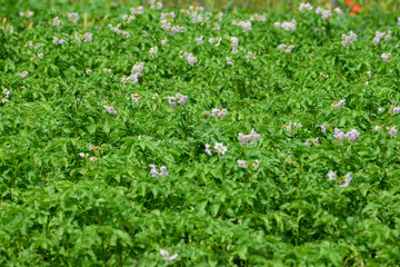 Field of potatoes