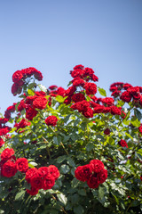青い空と赤いバラ