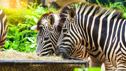 Zebras are eating dry grass in the basket in the zoo.
