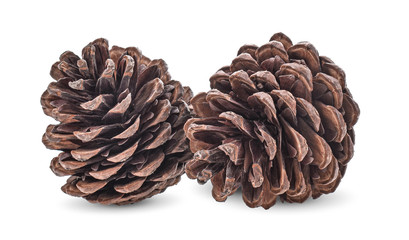 Pine cone on white background
