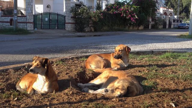 4K Three mongrel dogs rest huddling up on the ground near the road
