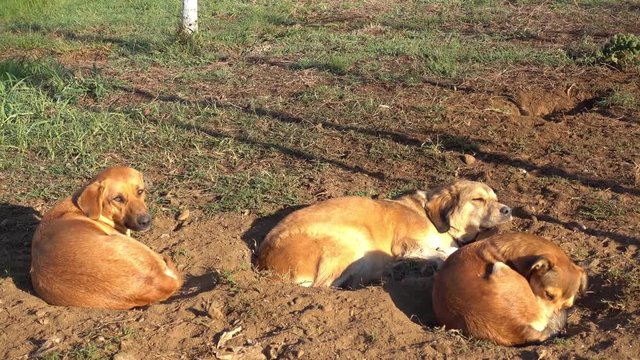 4K Three stray dogs rest on the ground