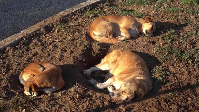 4K Three street dogs sleep on the ground