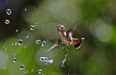 Hummingbird with waterdrops