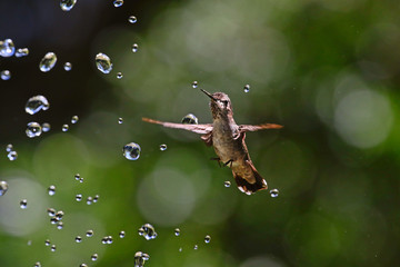 Hummingbird with waterdrops