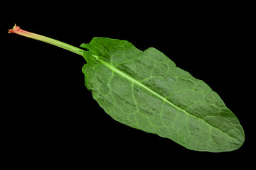 Sorrel leaf on black