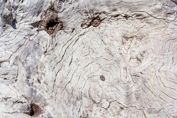 texture de vieille souche d’arbre 