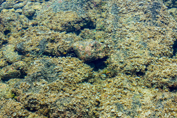 In the Tide Pools of Oahu, Hawaii