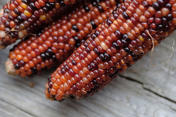 Decorate corn in almost translucent colors on a wooden table