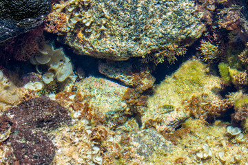 In the Tide Pools of Oahu, Hawaii
