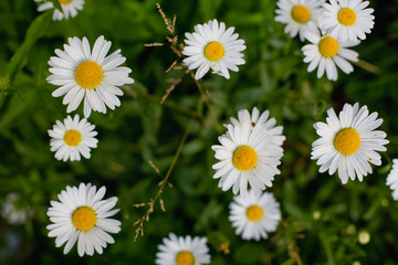 many white daisies in the field