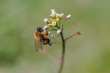 wild honey bee collects nectar on summer flowers