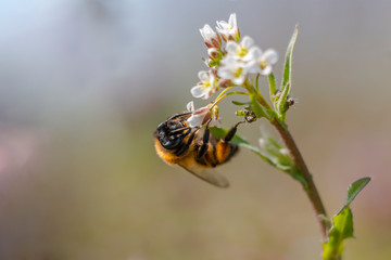 wild honey bee collects nectar on summer flowers