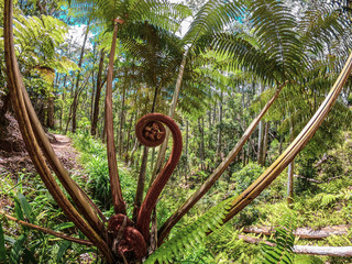 Lush Giant Ferns in Oahu, Hawaii