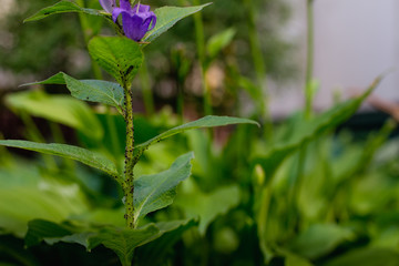 an aching aphid flower on a branch
