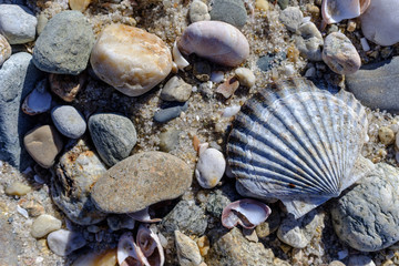 Beautiful shells litter the Martha's Vineyard shoreline together with colorful stones near the water line at low tide