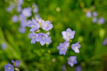 blue flowers in the garden