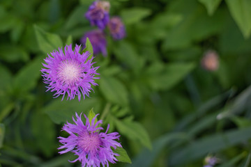 purple flower in the garden