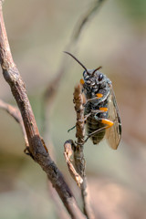 wild honey bee collects nectar on summer flowers