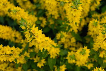 field of yellow flowers