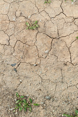 Dried cracked earth soil ground texture background pattern with small green plants