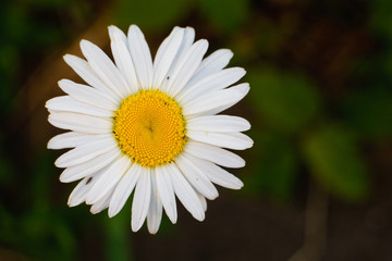 Obraz premium daisy in the grass