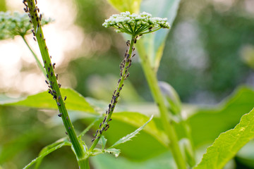 an aching aphid flower on a branch