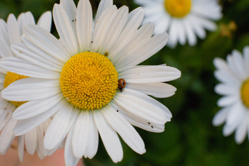 Obraz premium Chamomile close-up on green background