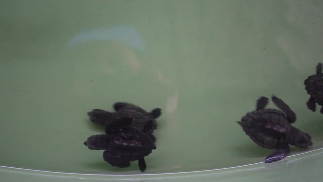 Iztuzu Beach, Dalyan, Mugla, Turkey - 13th of September 2018: 4K At the DEKAMER Sea Turtle Research Rescue and Rehabilitation Center - Four hatched baby turtles swim in the pool