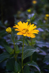 Arnica flower blossom