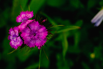 Obraz premium purple flower