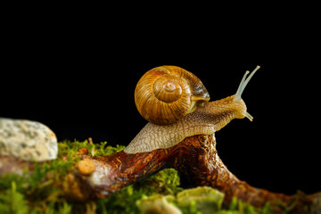 Weinbergschnecke auf einem Ast auf schwarzem Hintergrund
