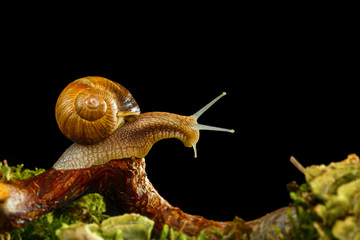 Weinbergschnecke auf einem Ast
