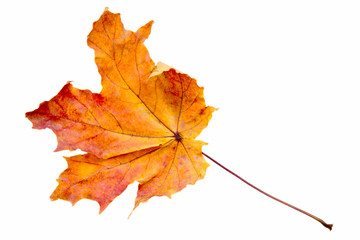 maple tree leaf