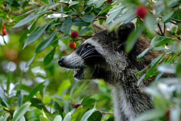 raccoon in the forest