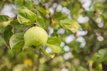 Organic ripe green apples growing on tree ready to be harvested. Fruit orchard on sunny summer day.apple tree branch with green leaves lit by bright summer sun on blurred background. Agriculture