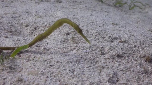Filmed with Sony AX700 1080 HD 100FPS
Gates Underwater Housing