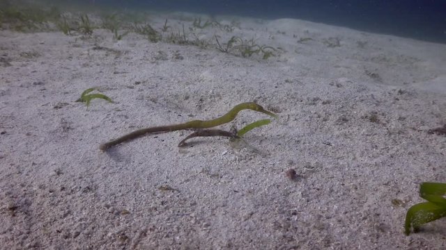 Filmed with Sony AX700 1080 HD 100FPS
Gates Underwater Housing