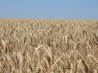 yellow field of ripe barley against a blue sky in summer in June