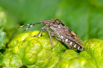tiny sweet bug on green leaf and season grass
