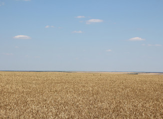 yellow field of ripe barley against a blue sky in summer in June