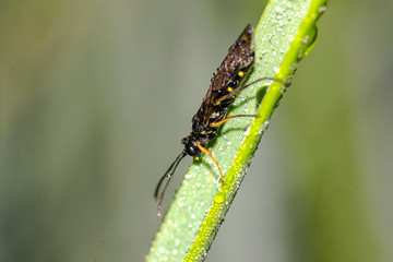 tiny sweet bug on green leaf and season grass