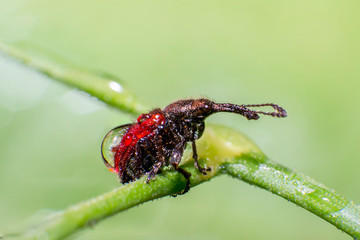 tiny sweet bug on green leaf and season grass