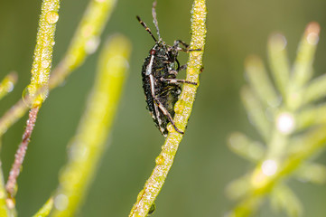 tiny sweet bug on green leaf and season grass
