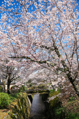 哲学の道-桜-ソメイヨシノ-京都-日本