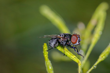 tiny sweet bug on green leaf and season grass