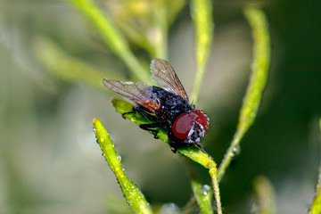 tiny sweet bug on green leaf and season grass